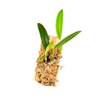 Image result for Bulbophyllum saltatorium