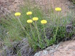 Image result for Helichrysum aureum