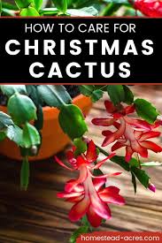 Just keep coming back and read over this article as many times as you need to. How To Care For Christmas Cactus Homestead Acres