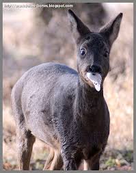 Image result for roe deer