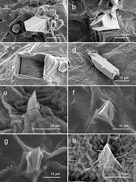 Image result for Acalypha psilostachya