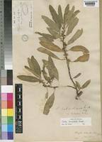 Image result for Clutia robusta