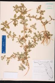 Image result for Acanthospermum australe