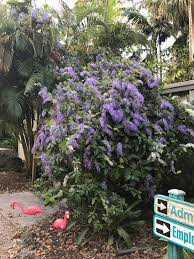Image result for Petrea volubilis