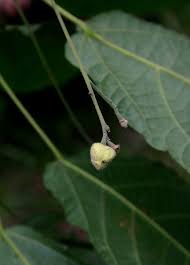 Image result for Mildbraedia carpinifolia