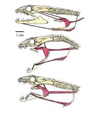 The Skeleton Of A Moray Eel Which Reveals The Second Jaw In Its Throat Weird Animals Animal Drawings Animals