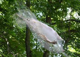 However, bagworms will feed on deciduous plants too, such as honeylocust. Fall Webworm Removal Tips Hgtv