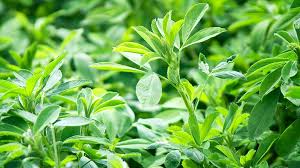 Check spelling or type a new query. Alfalfa Plnting Spring Summer Alfalfa Planting Alfalfa Partners