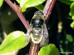 Johnstown garden centre has ireland's largest plant selection and garden store in a bright airy modern shopping environment, a 200 seat café and café gardens and very extensive car and coach parking. Phil Bendle Collection Fly Hover Narcissus Bulb Fly Merodon Equestris Citscihub