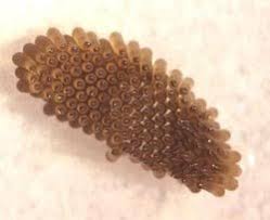 Water sources can include barrels, horse troughs, ornamental ponds, unmaintained swimming pools, puddles, creeks a female culex mosquito lays eggs one at a time. Mosquito Eggs Facts Pictures In Out Of Water Mosquito Life Cycle