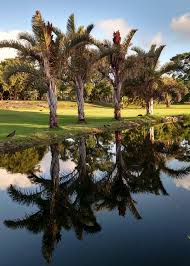 Image result for Raphia australis