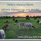 Alpacas After Hours: Rewind & Unwind