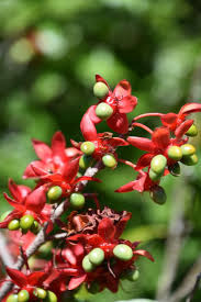 Image result for Ochnaceae