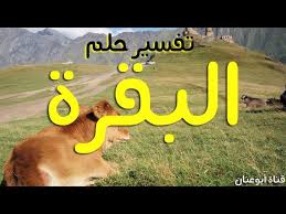 كما تدل تلك الرؤية أيضا على أن الشهص سيذيع صيته وسمعته الطيبة بين الناس في حياته. ØªÙØ³ÙŠØ± Ø±Ø¤ÙŠØ© Ø§Ù„Ø¨Ù‚Ø±Ù‡ ÙÙŠ Ø§Ù„Ù…Ù†Ø§Ù… Ù„Ø§Ø¨Ù† Ø³ÙŠØ±ÙŠÙ† Ø±Ø¤ÙŠØ© Ø§Ù„Ø¨Ù‚Ø±Ø© ÙÙŠ Ø§Ù„Ù…Ù†Ø§Ù… Ù„Ù„Ù…ØªØ²ÙˆØ¬Ø© Ùˆ Ù„Ù„Ø¹Ø²Ø¨Ø§Ø¡ Ùˆ Ù„Ù„Ù…Ø·Ù„Ù‚Ø© Youtube
