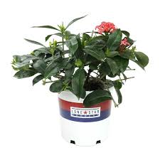 Image result for Ixora nana