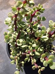 If the plant is dying, that means it's starting to rot or shrivel and look really sick, or a combination of both. Succulent Plant Elephant Bush Succulent Landscaping Planting Succulents Hanging Plants