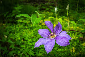 Check spelling or type a new query. 1440x2960px Free Download Hd Wallpaper Clematis Flower Purple Spring Vine Flowering Plant Freshness Wallpaper Flare