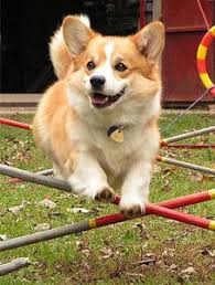 56760 12 3 4 5 6 7 8 9 10. æŸ¯åŸºçŠ¬ è'—åçŠ¬ç¨® å¨çˆ¾æ–¯æŸ¯åŸºçŠ¬é›–ç„¶å±¬æ–¼å°åž‹çŠ¬ ä½†æ€§æ ¼éžå¸¸ç©©å¥ ä¹Ÿç›¸ç•¶æ©Ÿ ç™¾ç§'çŸ¥è­˜ä¸­æ–‡ç¶²