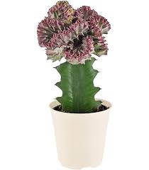 Image result for Euphorbia ramulosa