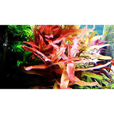 Image result for Nesaea crassicaulis