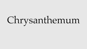 How To Pronounce Chrysanthemum Youtube