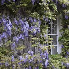 Image result for Wisteria