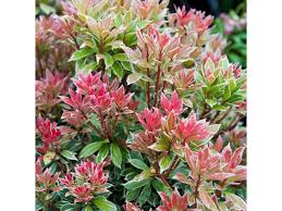 Image result for Pieris japonský little heath obrázek