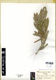 Image result for Tephrosia aequilata