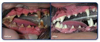 Anesthesia free dog teeth cleaning nyc. Teeth Cleaning For Dogs Keep Your Pet S Chompers Pearly White With Non Anesthetic Teeth Cleaning Valley Center Veterinary Clinic