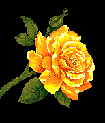 Sie braucht pflege, liebe und aufmerksamkeit, vor allem an download ist absolut kostenlos! Blumen Animierte Bilder Gifs Animationen Cliparts 100 Kostenlos