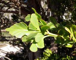 Image result for Phyllocladus