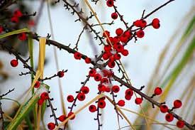 This species is a deciduous shrub with alternate leaves unlike other buddlejas. Cotoneaster Bush Winter Red Balls Small Leaved Red Beads Shrubs Dashing Plants Pikist