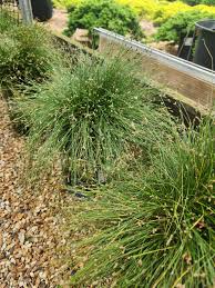Image result for Isolepis