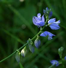 Image result for Polygala ohlendorfiana