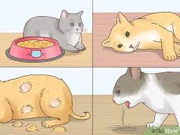 How To Reduce Fever In Cats 12 Steps With Pictures Wikihow Pet