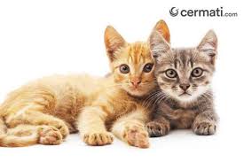 Penampakan kucing ini sangat lucu karena memiliki tubuh menyerupai boneka. Perawatan Kucing Mahal Ini Cara Hemat Yang Bisa Dilakukan Cermati Com