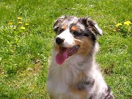 And with dogs like the aussie, it is necessary. Free Dog Training Tips For Beginners