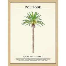print in lijst 30x40 palmboom kopen karwei palmboom prints lijst