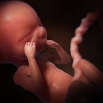 Le développement de votre bébé commence à ralentir. Developpement Du Foetus 2e Trimestre