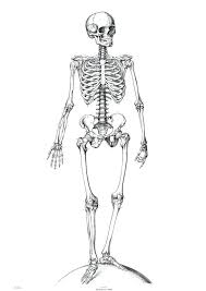 Diagram Foot Bone Diagram Unlabled Full Version Hd Quality Diagram Unlabled Wiringworksl Nuovarmata It