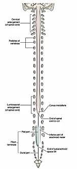 Side view, the 10 atoms of the three amino from the diagram of i' turn it can be seen that were the (i+2) residue to have a side chain. Easy Notes On Spinal Cord Learn In Just 4 Minutes Earth S Lab