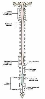 Backbone is most important part of a system which provides the central support to the rest system, for example backbone of a human body that balance and hold all the body parts. Easy Notes On Spinal Cord Learn In Just 4 Minutes Earth S Lab