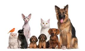 Before you adopt a pet, check out some of the helpful information and resources we have provided below. Adopt A Pet For Free This Weekend With El Paso Animal Services