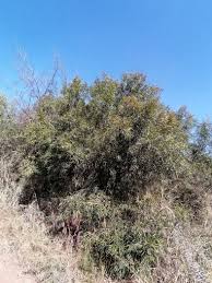 Image result for Searsia rogersii