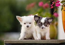They were believed to be spirit guides that protected souls as they traveled through the underworld. About The Breed Chihuahua Highland Canine Professional Dog Training Solutions