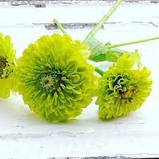 Check spelling or type a new query. Benary S Giant Lime Zinnia Heirloom Zinnia Seeds Lime Green Flowers Mountainlily Farm