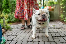 Accidental dog poisoning is a common and frequent threat that pet owners have to worry about. Poisoning Symptoms How To Know If Your Dog Has Eaten Something Toxic Daily Paws