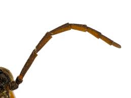 Image result for Actiniopteris dimorpha