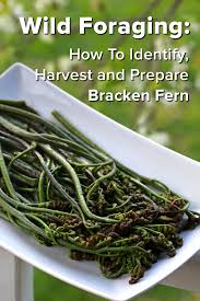 Page Not Found Foraging Recipes Wild Foraging Foraged Food