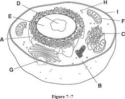 Which is a difference between the paleozoic and mesozoic era? Brainly High School Biology
